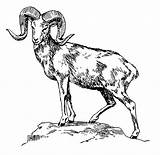 Mountain Sheep Coloring Argali Ram Printable Goat Pages Horns sketch template
