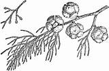 Cypress Monterey Drawing Tree Clipart Branch Etc Cupressus Macrocarpa California Getdrawings Medium sketch template
