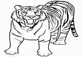 Tiger Bengal Coloring Pages Getdrawings Getcolorings sketch template