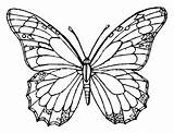 Coloring Butterfly Book Comment First sketch template