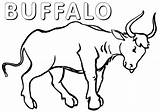 Buffalo Coloring Pages Print Coloringway sketch template