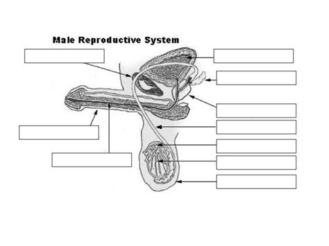 blank diagram of human reproductive systems human reproductive system