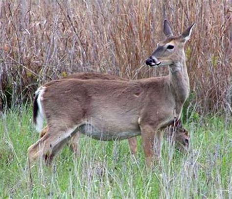 Hunting Female Deer A Better Population Management