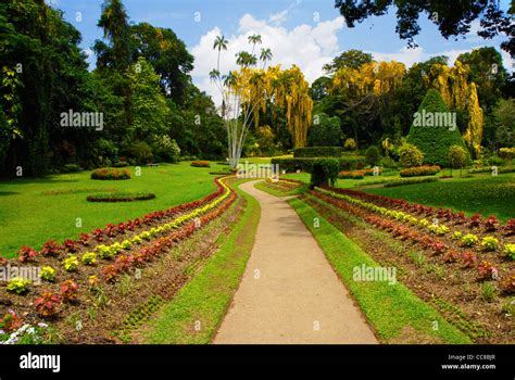 royal peradeniya botanical gardens  kandy sri lanka  park   beautiful