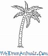 Coconut Tree Drawing Palm Easy Draw Line Drawings Paintingvalley Tutorial Print sketch template