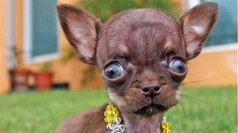 top  smallest dog breeds   world slviki