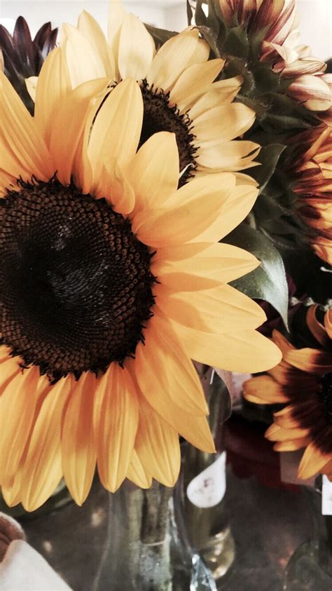 Pinterest Fab5ever Insta Brunette Traveler Sunflower