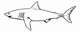 Step Leopard Shark Draw sketch template