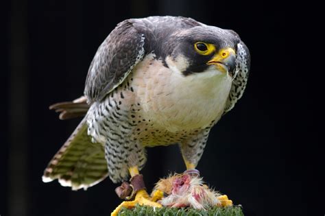 peregrine falcon feeding birds wildlife photography  martin