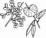 Clipart Redbud Clipground sketch template