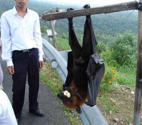 meet the giant golden crowned flying fox the largest bat in the world