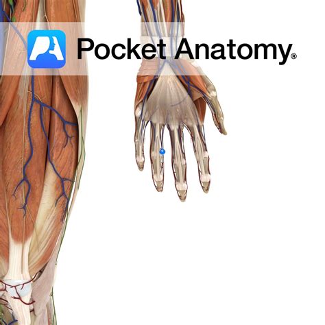 palmar digital artery pocket anatomy
