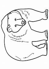 Orso Polare Orsi Pianetabambini sketch template