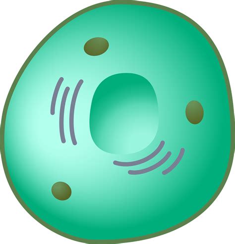 nucleus structure  functions perkins elearning