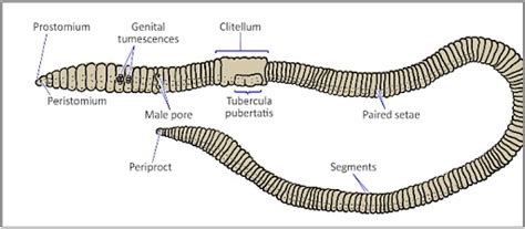 anatomy  earthworm morphology diagram  reproductive system