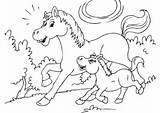 Fohlen Kleurplaat Pferde Pferd Paard Veulen Malvorlagen Caballo Cavallo Puledro Cheval Poulain Malvorlage Ausdrucken Potro Paarden Vorlagen Caballos Mandalas Kleurplaten sketch template