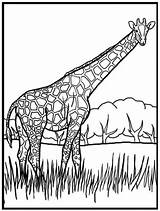 Giraffe Jirafas Girafa Animales Colorir Jirafa Giraffes Scribblefun Bestcoloringpagesforkids Sabana Roaming Woodlands sketch template