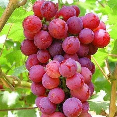 grape vine plant suffolk red carbeth plants