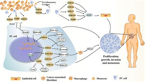 frontiers  proteins  pancreatic cancer current knowledge  future perspectives