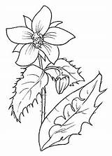 Disegni Colorare Borragine Fiore Salvia Maestramary Bambini Disegnare Blumen Camomilla Adulti sketch template