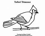 Titmouse Coloring Tufted 400px 19kb sketch template