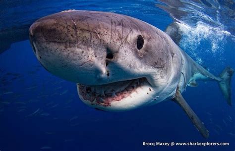everydaysharks — badass picture of a great white shark great