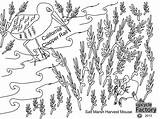 Clapper Marsh Rail Salt California Harvest Mouse sketch template