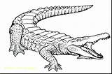 Coloring Pages Crocodile Croc Cartoon Getdrawings Getcolorings sketch template