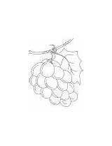 Coloring Grapes Pages Yummy Fresh Green sketch template