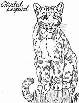 Leopard Coloring Pages Baby Printable Color Unique Getcolorings Print Getdrawings sketch template