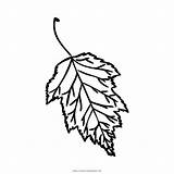 Tree Birch Template Coloring Leaf sketch template