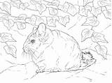 Coloring Pages Chinchillas Printable sketch template