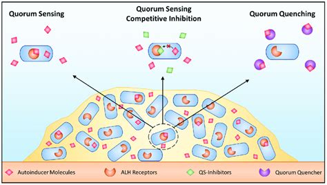 targeting quorum sensing schematic  qs  bacteria