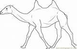 Camel Coloring Bactrian Humped Two Coloringpages101 Pages sketch template