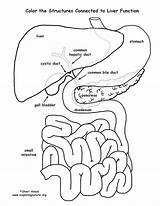 Liver Organs Bladder Gall Internal Intestine Exploringnature sketch template