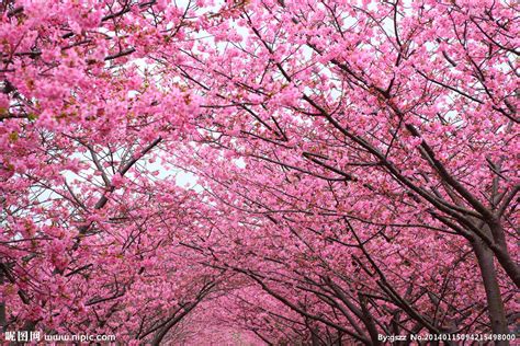 樱树樱花摄影图 树木树叶 生物世界 摄影图库 昵图网