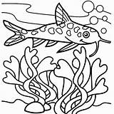 Coloring Pages Seaweed Catfish Christmas Cage Bird Cool Fish Cmyk Basic Juvenile Getcolorings Getdrawings Color Colorings sketch template