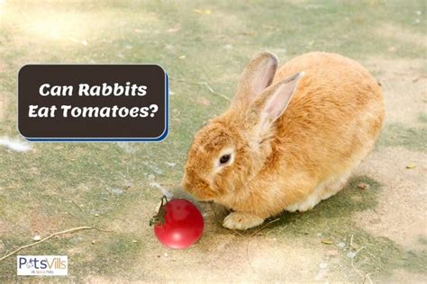 rabbits eat tomatoes benefits dangers alternatives