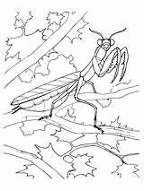 Mantis Coloringbay Religiosa Mantide Insect Preying Printmania sketch template
