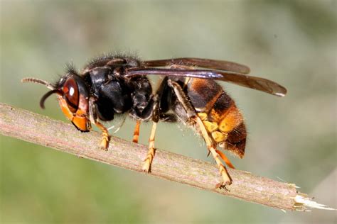 Horror For Honey Bees Asian Hornet Could Be Heading To Britain Says