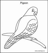 Coloring Pigeon Color Pages Kids Print Pigeons Printable Colorings Getdrawings Drawing Comments Quilt Farm Ws sketch template