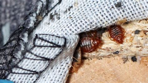 france races to stamp out bed bug scourge before olympics abc news