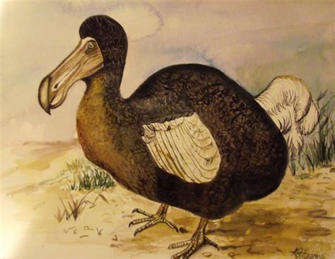 leslies art blog dodo bird