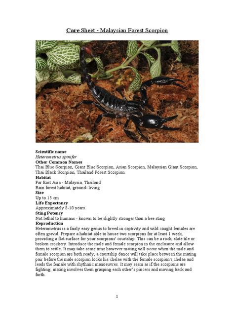 Care Sheet Malaysian Forest Scorpion Heterometrus Spinife Pdf