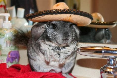 Funny Chinchilla Interesting New Pictures Funny And