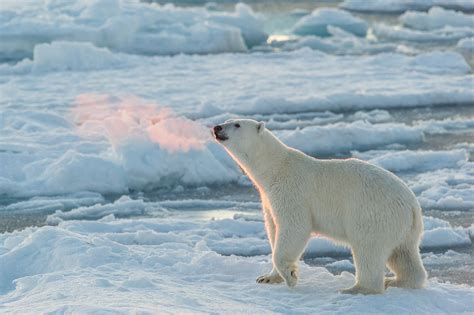 polar bears  svalbard