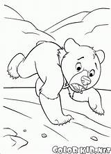 Urso Pequeno Colorkid sketch template