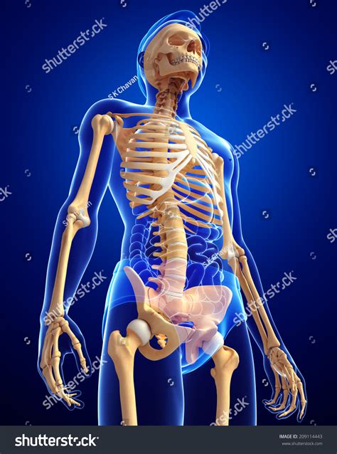 illustration human skeleton side view stok illuestrasyon