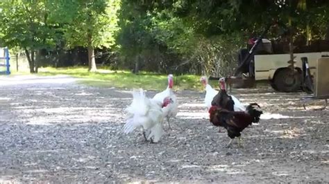 poultry fight turkey vs rooster youtube