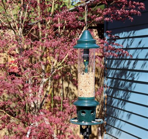 squirrel buster bird feeder review updated   birdwatching buzz